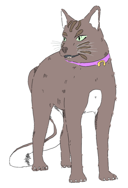 Cat